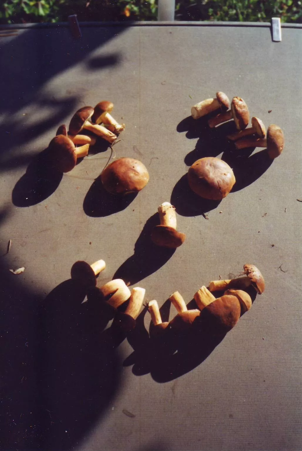 Fußpilz